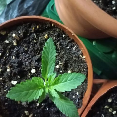 Girl Scout Cookies growlog timeline photo