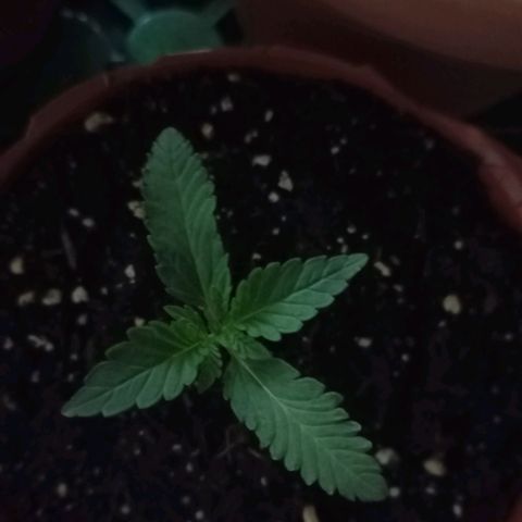 Girl Scout Cookies growlog timeline photo