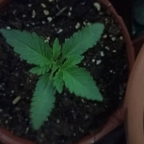 Girl Scout Cookies growlog photo: 0 Uhr 