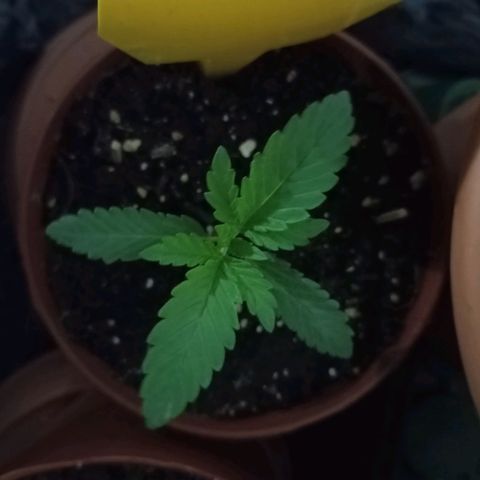 Girl Scout Cookies growlog photo: 0 Uhr 