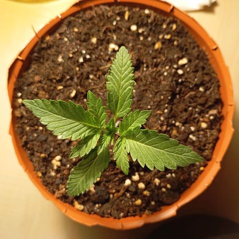 Girl Scout Cookies growlog photo: Umtopfen einer Pflanze
Abends 20 Uhr (Bild)
