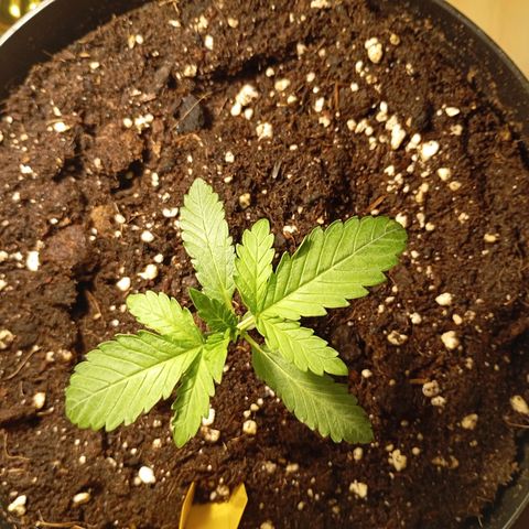 Girl Scout Cookies growlog photo: Umtopfen einer Pflanze
Abends 20 Uhr (Bild)