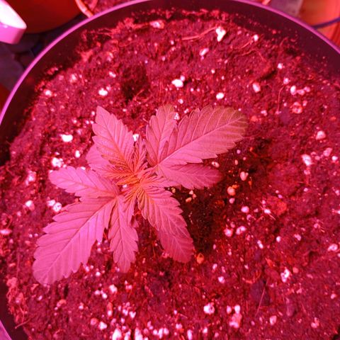 Girl Scout Cookies growlog timeline photo