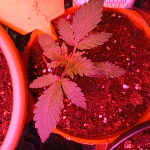 Girl Scout Cookies growlog timeline photo