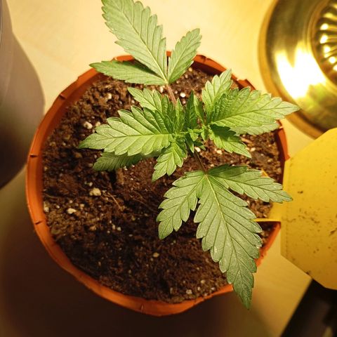 Girl Scout Cookies growlog photo: Abends
