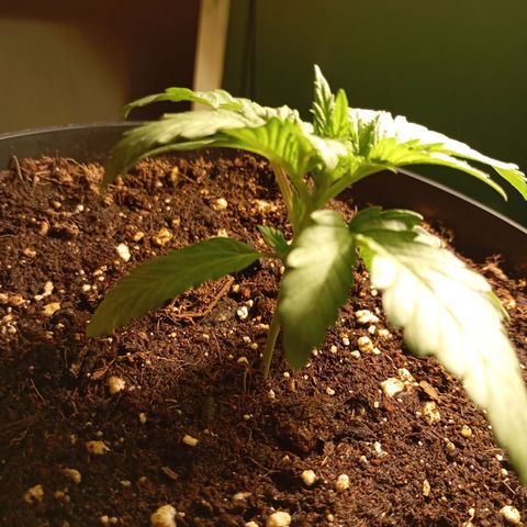 Girl Scout Cookies growlog photo: Abends