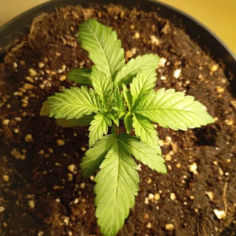Girl Scout Cookies growlog photo: Abends