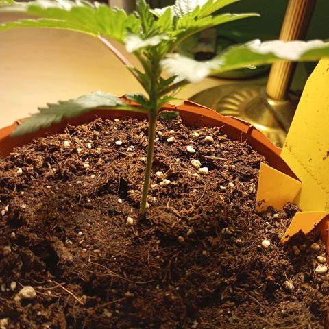 Girl Scout Cookies growlog photo: Abends