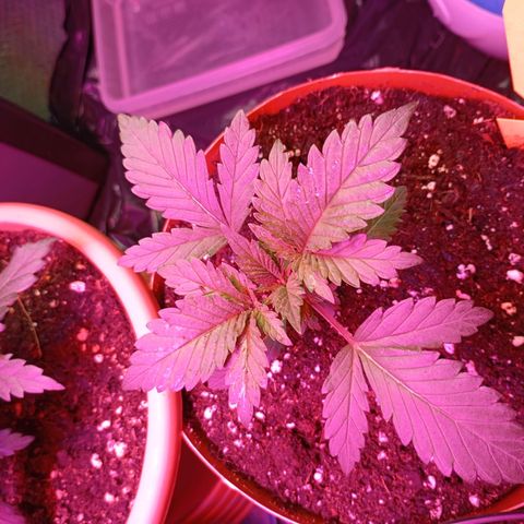 Girl Scout Cookies growlog photo: Zweite Pflanze umgetopft
Mit Mycel behandelt