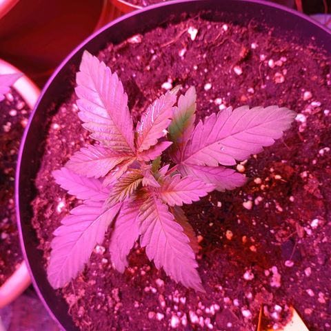 Girl Scout Cookies growlog photo: Zweite Pflanze umgetopft
Mit Mycel behandelt