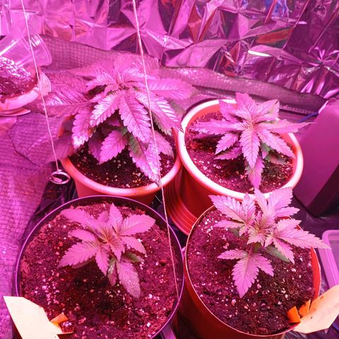 Girl Scout Cookies growlog photo: Nachmittags, abwesend bis Sonntag 
Alle gegossen und erstes Mal leicht gedüngt (1ml BiobizzGrow auf 1L Wasser)
Hitze/Luftfeuchtigkeit über Handy steuerbar und Überwachbar