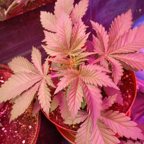 Girl Scout Cookies growlog photo: Umtopfen nach 4 Tagen Abwesenheit in 13L Stofftöpfe