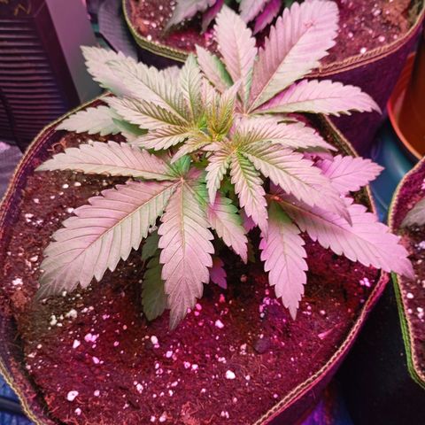 Girl Scout Cookies growlog photo: Umtopfen nach 4 Tagen Abwesenheit in 13L Stofftöpfe