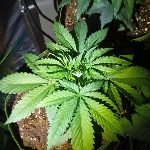 Girl Scout Cookies growlog photo: In 12L Stofftöpfe verpflanzt und angegossen