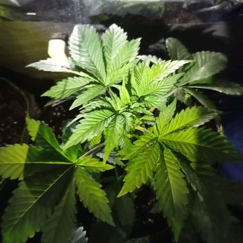 Girl Scout Cookies growlog photo: In 12L Stofftöpfe verpflanzt und angegossen