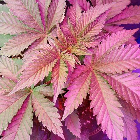 Girl Scout Cookies growlog timeline photo