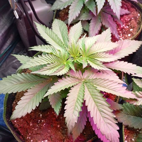Girl Scout Cookies growlog timeline photo