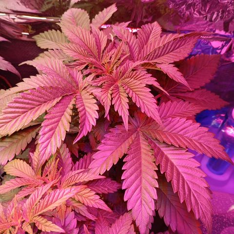 Girl Scout Cookies growlog photo: Nach zwei Tage Abwesenheit. Substrat noch feucht, gießen in 2/3 Tagen 
Beide gesund und stark am wachsen 