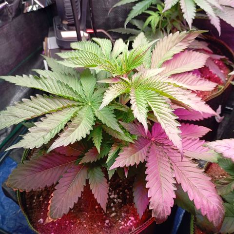 Girl Scout Cookies growlog photo: Nach zwei Tage Abwesenheit. Substrat noch feucht, gießen in 2/3 Tagen 
Beide gesund und stark am wachsen 