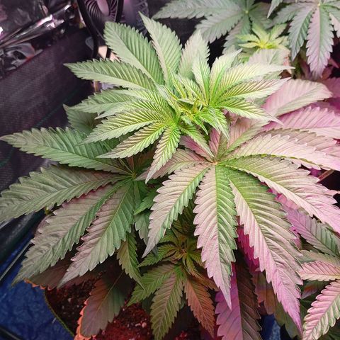 Girl Scout Cookies growlog photo: Vormittags