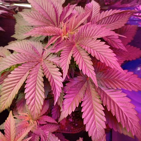 Girl Scout Cookies growlog photo: Vormittags