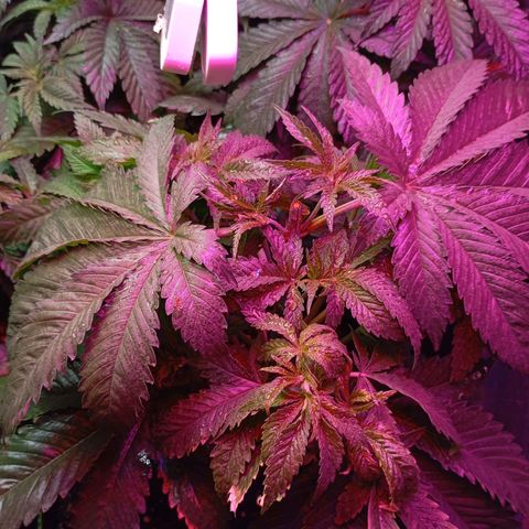 Girl Scout Cookies growlog photo: Abends
Eine der beiden Pflanzen nach der dritten Internodie getoppt. Untere Blätter entfernt, Versuch Clon Wurzeln zu lassen