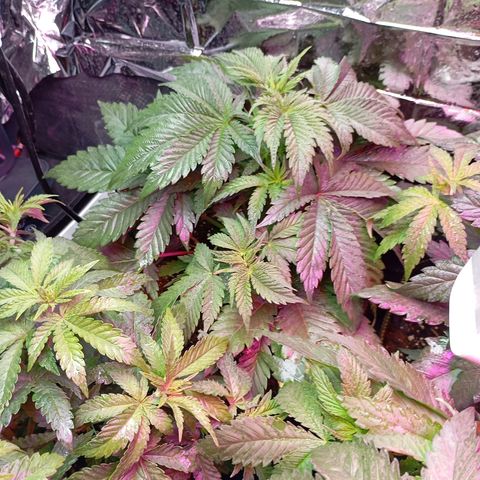 Girl Scout Cookies growlog photo: Abends
Eine der beiden Pflanzen nach der dritten Internodie getoppt. Untere Blätter entfernt, Versuch Clon Wurzeln zu lassen
