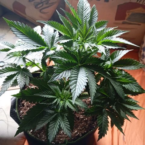 Girl Scout Cookies growlog timeline photo