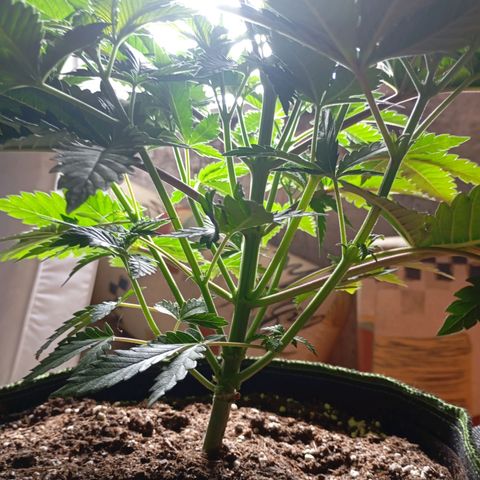 Girl Scout Cookies growlog timeline photo