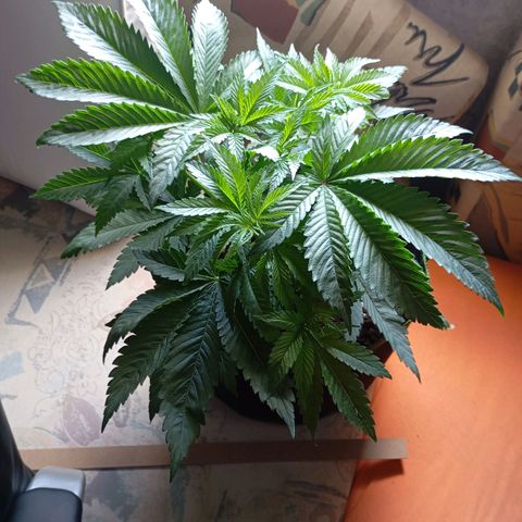 Girl Scout Cookies growlog timeline photo