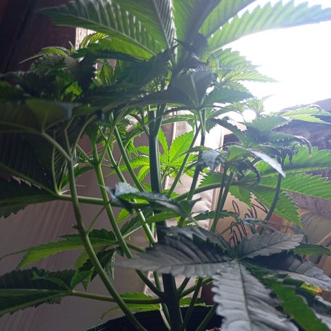 Girl Scout Cookies growlog timeline photo