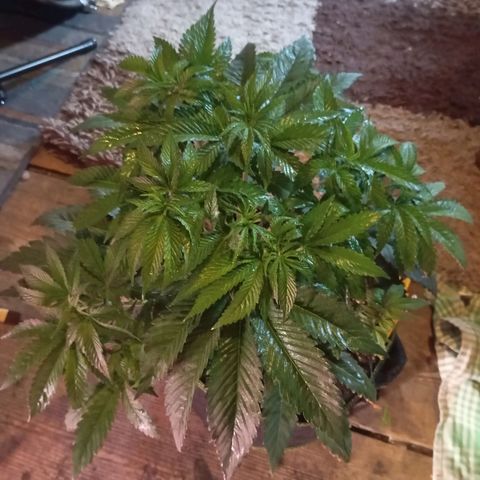 Girl Scout Cookies growlog timeline photo