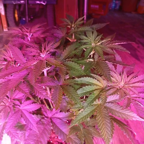 Girl Scout Cookies growlog timeline photo