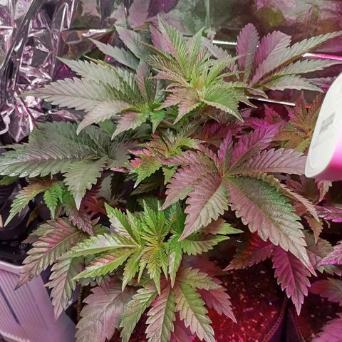 Girl Scout Cookies growlog timeline photo