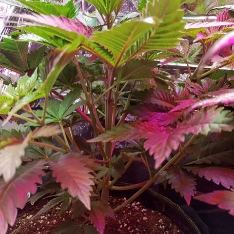 Girl Scout Cookies growlog timeline photo