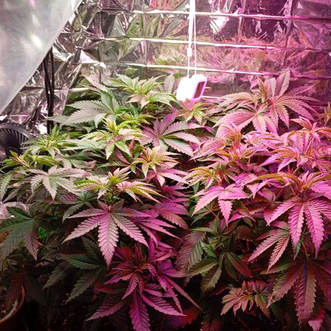 Girl Scout Cookies growlog timeline photo