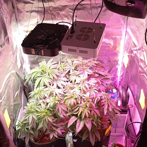 Girl Scout Cookies growlog timeline photo