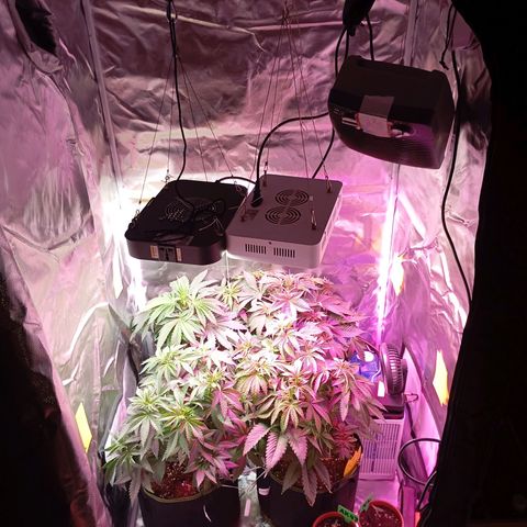 Girl Scout Cookies growlog timeline photo