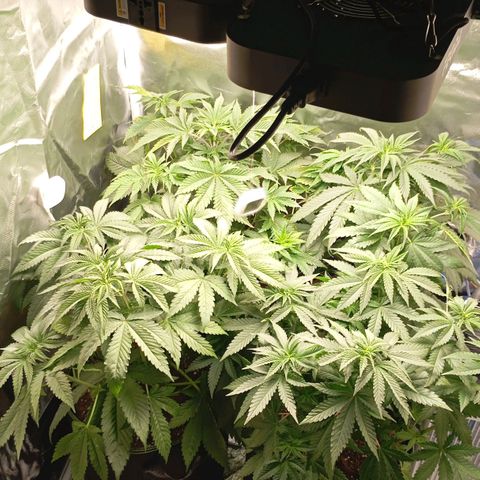 Girl Scout Cookies growlog timeline photo