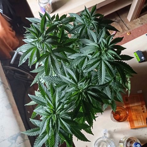 Girl Scout Cookies growlog timeline photo