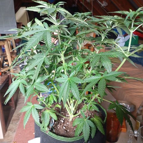 Girl Scout Cookies growlog timeline photo