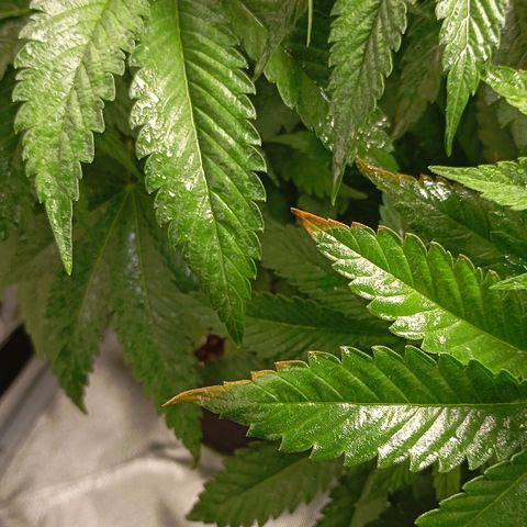 Girl Scout Cookies growlog timeline photo