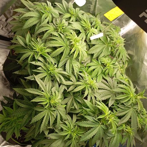 Girl Scout Cookies growlog timeline photo