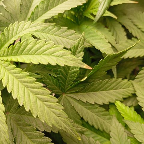 Girl Scout Cookies growlog timeline photo