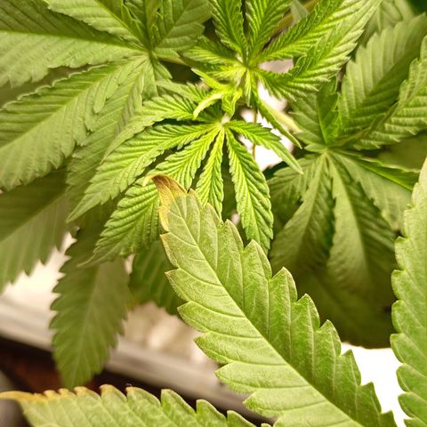 Girl Scout Cookies growlog timeline photo
