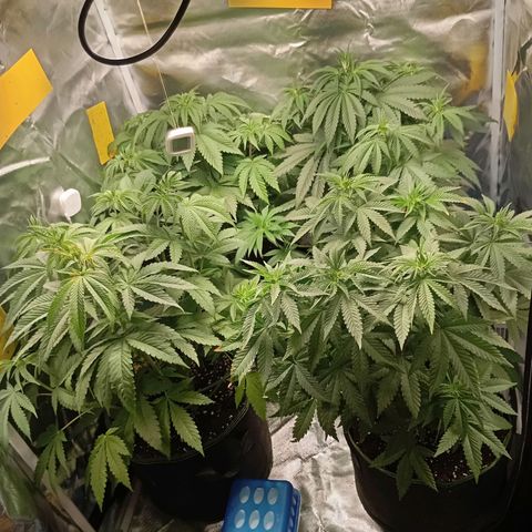 Girl Scout Cookies growlog timeline photo