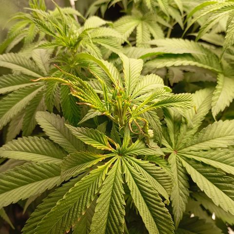 Girl Scout Cookies growlog timeline photo