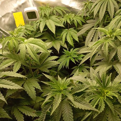 Girl Scout Cookies growlog timeline photo
