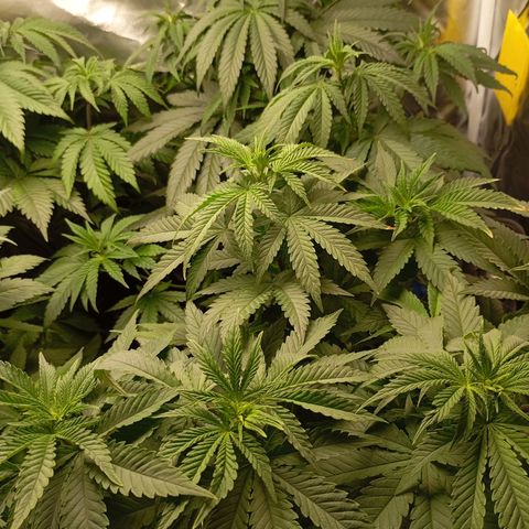 Girl Scout Cookies growlog timeline photo