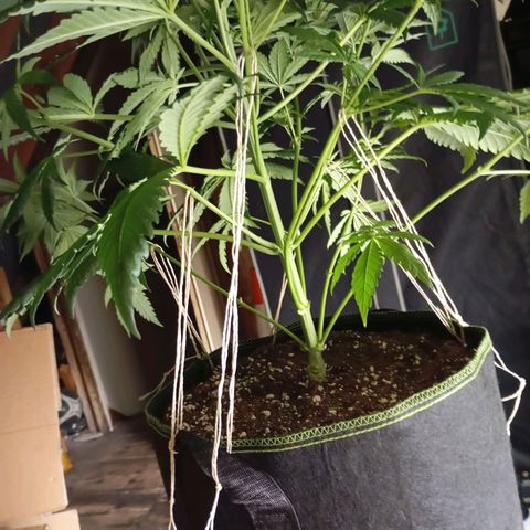 Girl Scout Cookies growlog timeline photo